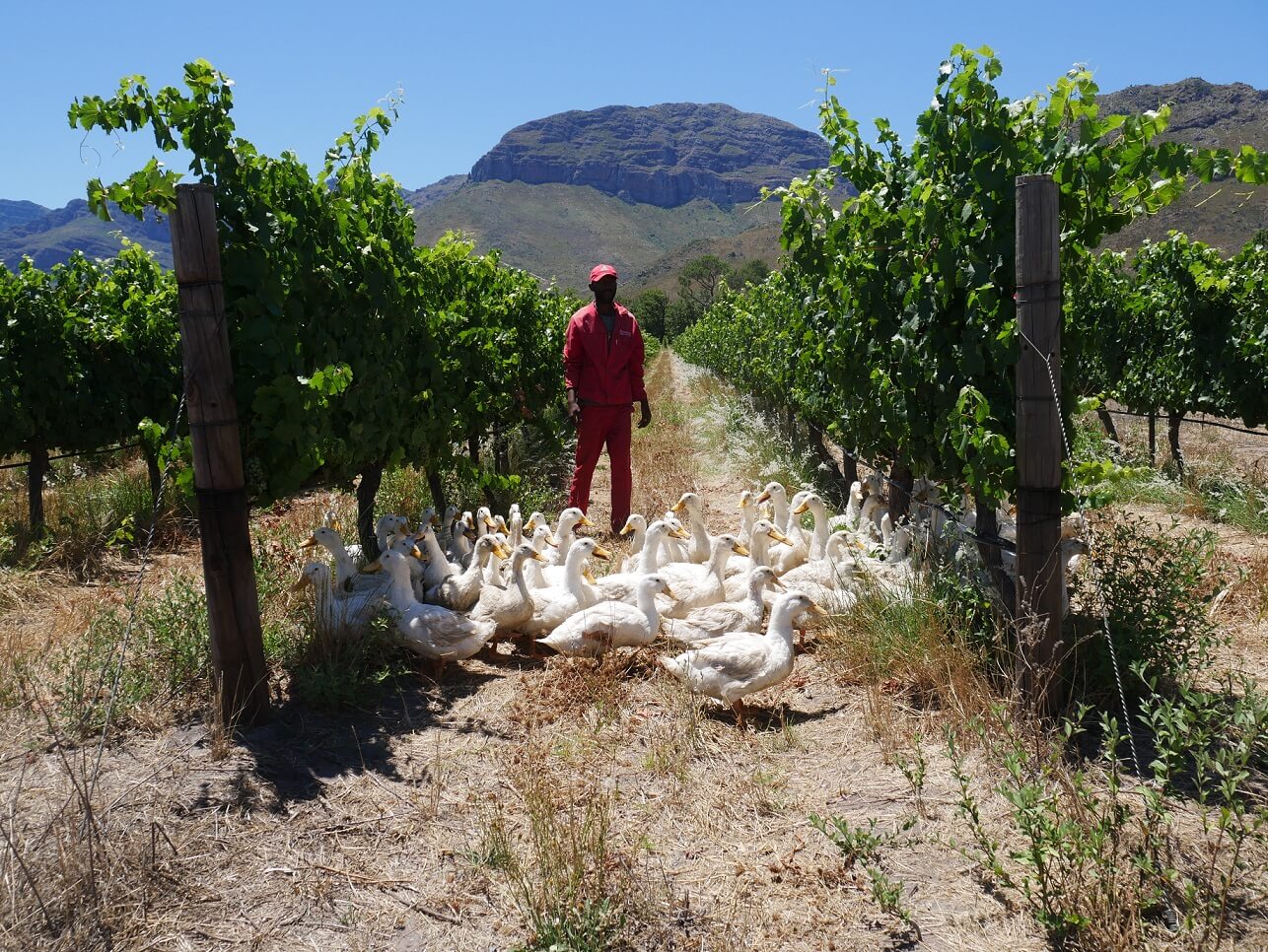 A visit from Avondale Wines