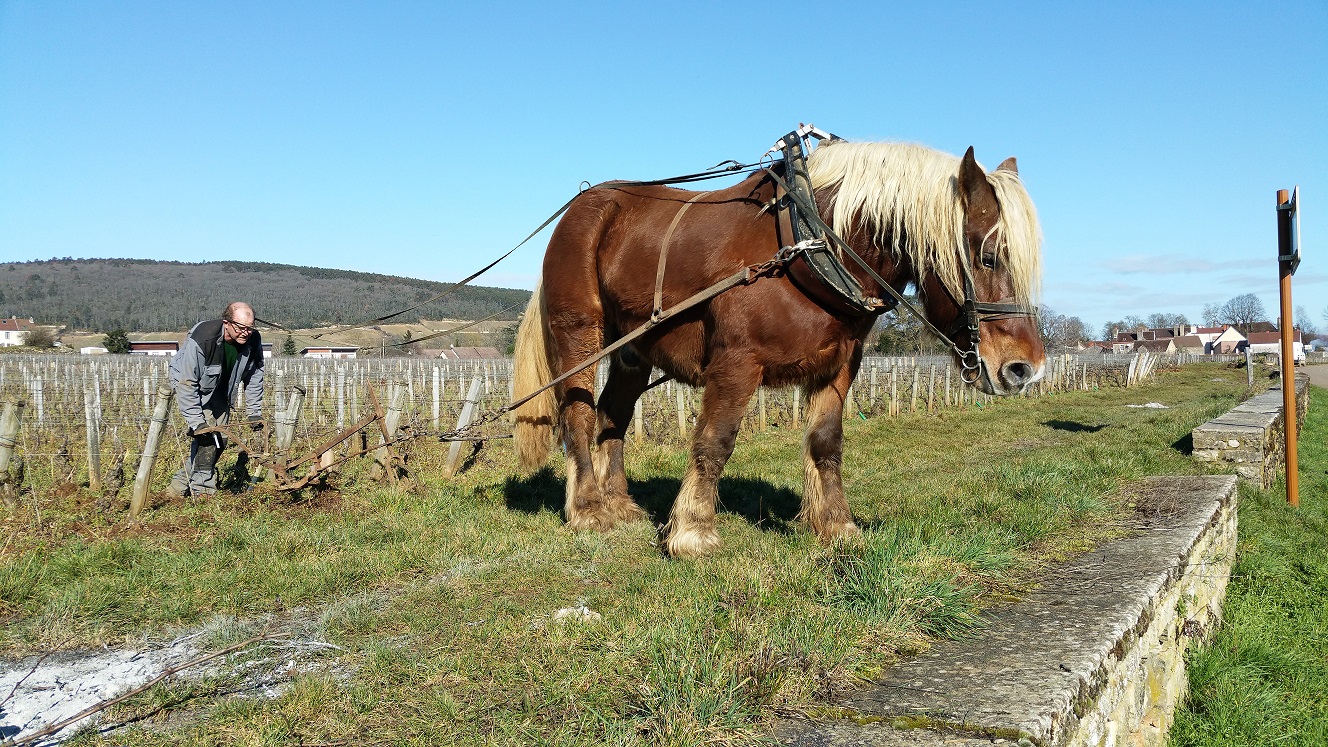 Discover The Wines of Burgundy