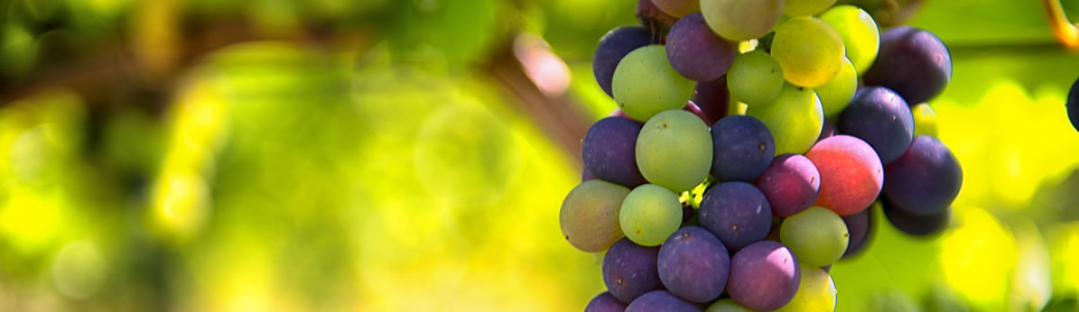 Our Grape Guide