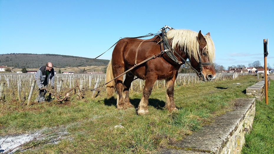 Vintages Through the Years: Burgundy