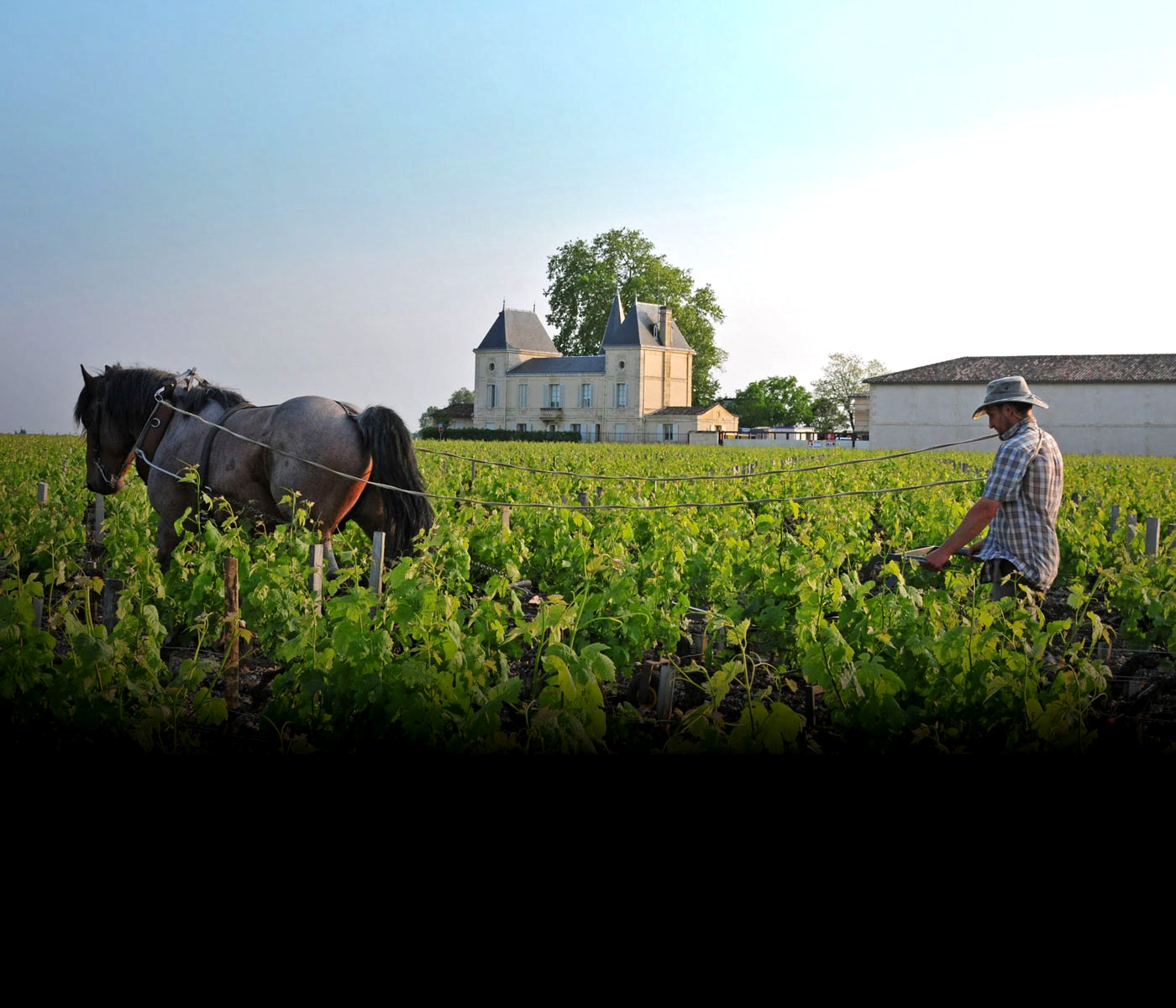 The Wine Classifications of Bordeaux