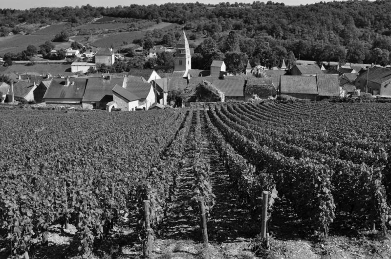 Why Buy Burgundy En Primeur?