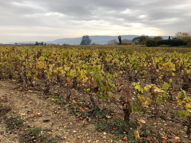 "Le Blog du Burgundy" - Burgundy 2017 Barrel Sampling