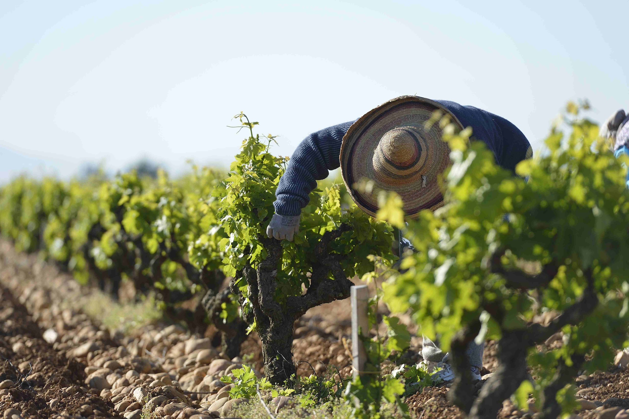 Chateauneuf-du-Pape: The Ultimate Guide