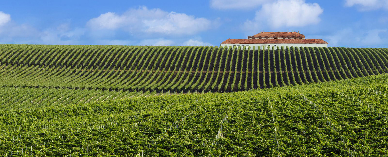 Eastern European Wines: New Kids on the Bloc