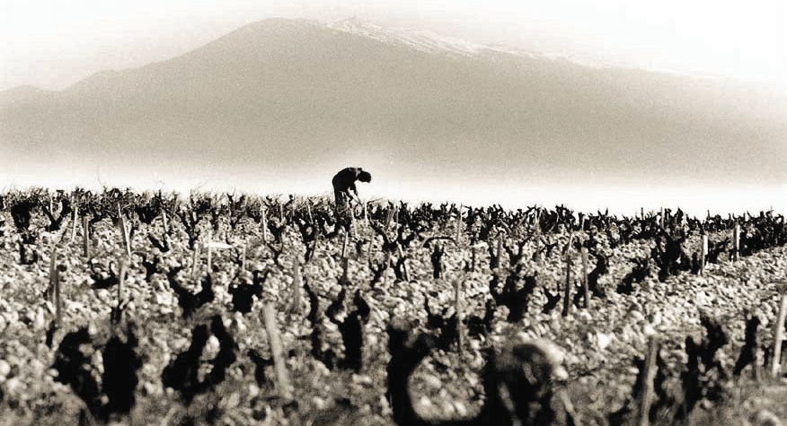 Vintages Through the Years: The Rhône Valley