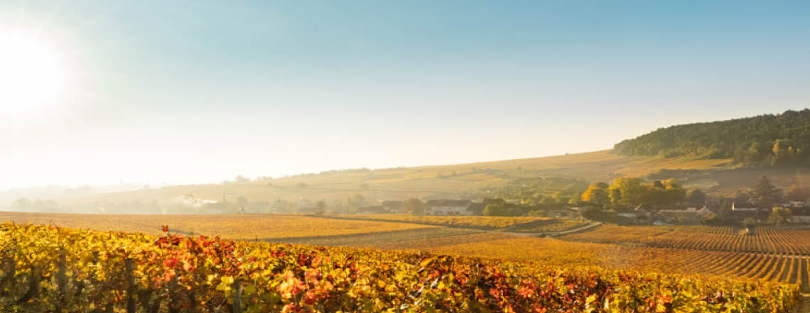 Burgundy 2024 En Primeur