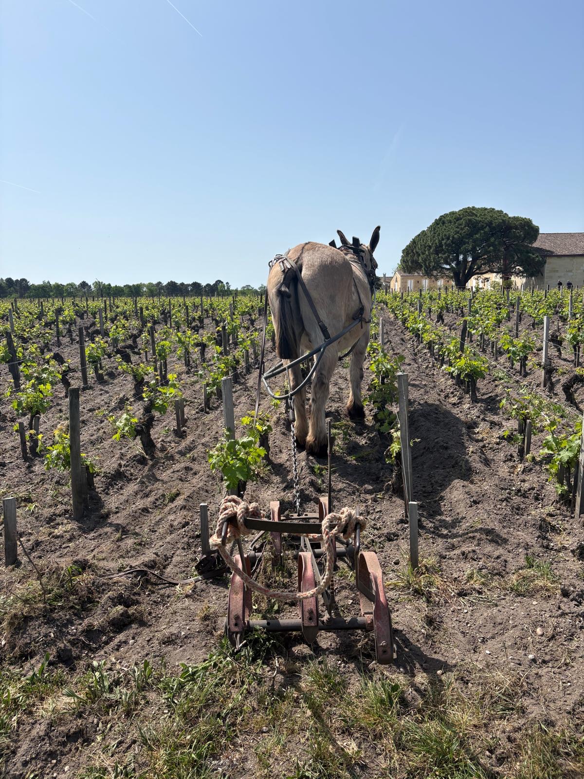 Bordeaux 2025: Small but Perfectly Formed