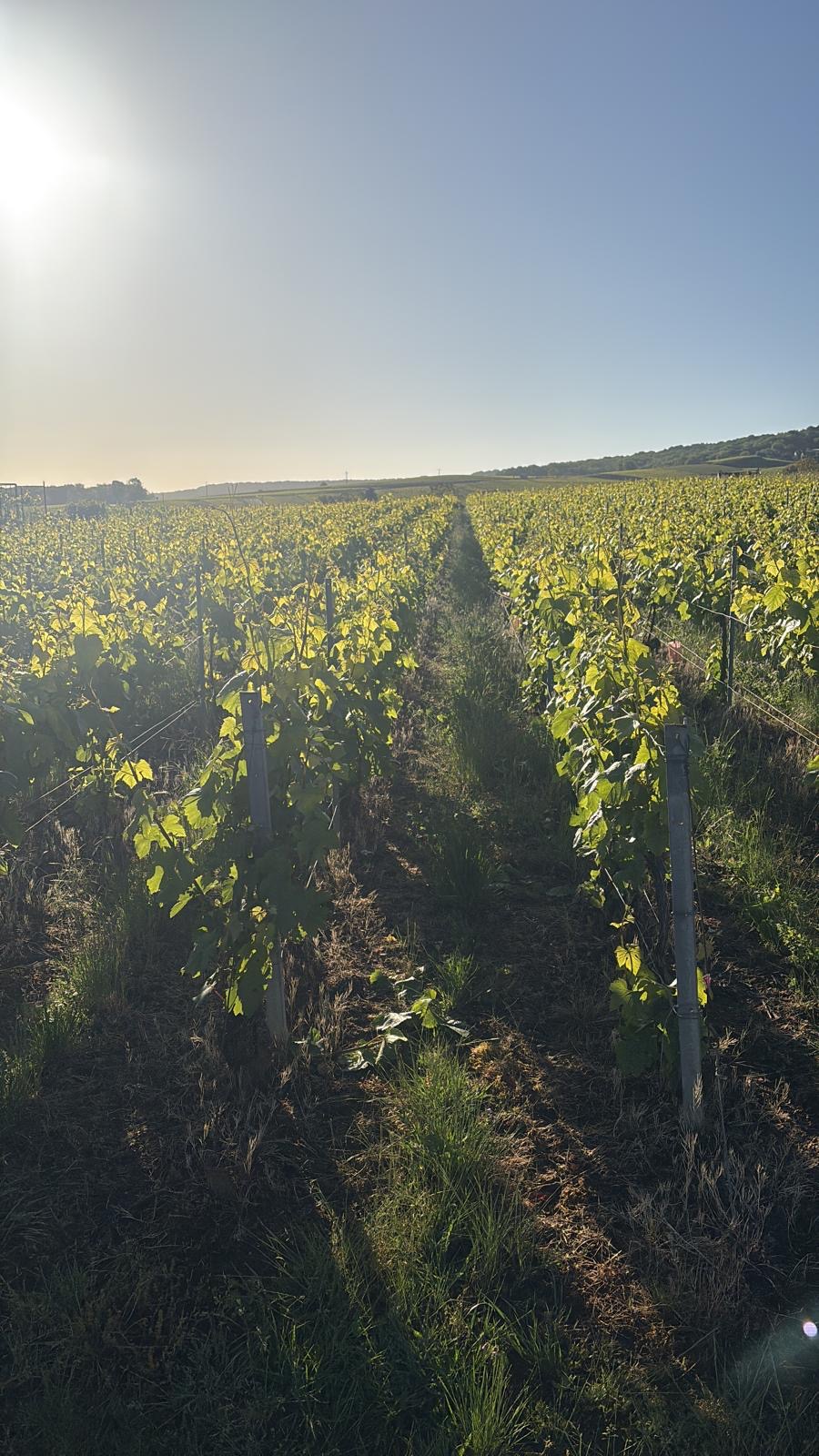 A Visit to Champagne Gardet & Ployez Jacquemart
