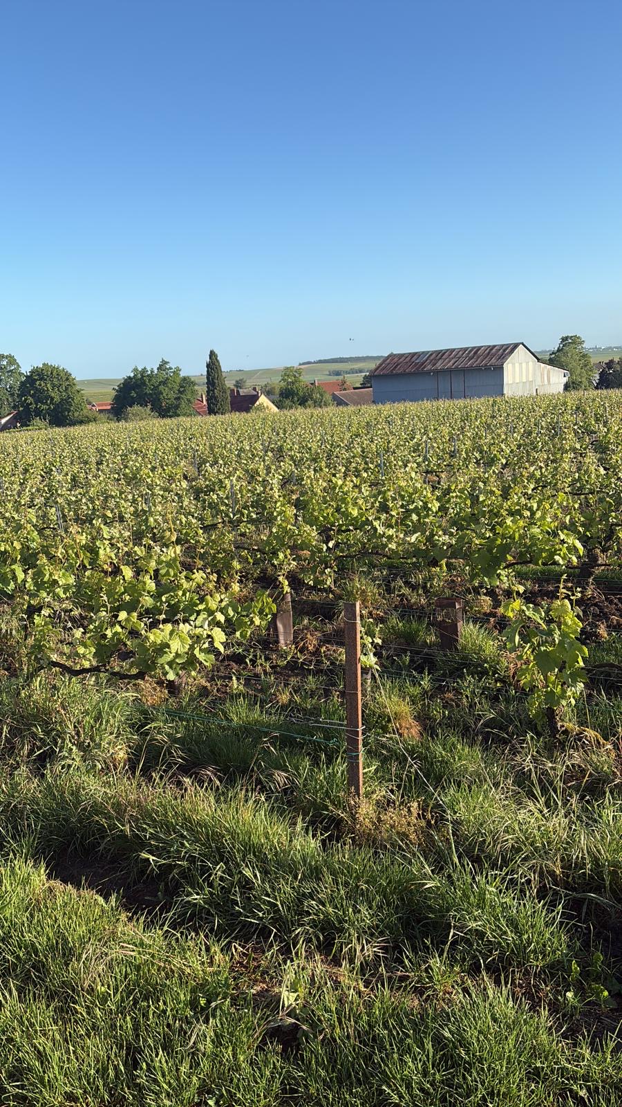 A Visit to Champagne Gardet & Ployez Jacquemart